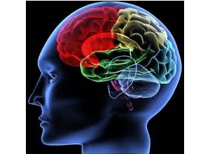 Điều gì xảy ra với não bộ nếu thường xuyên ăn cá 2 lần mỗi tuần?